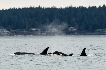 A pod of Bigg's Killer Whales traveling through Puget Sound