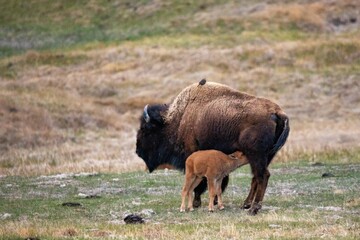 Mother Bison with Baby Calf Nursing in Yellowstone National Park