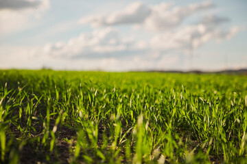 Obraz premium Green field with fresh grass, a clear blue sky, and white clouds