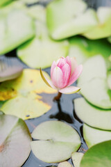 Fototapeta premium lily pads close up with pink flower blooming