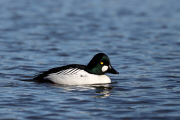 Goldeneye