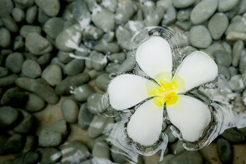 plumeria floating in water pond
