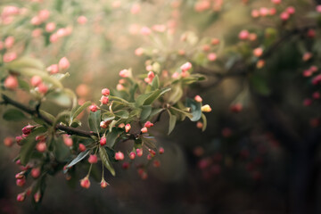 Cherry Blossom Buds in Soft Focus