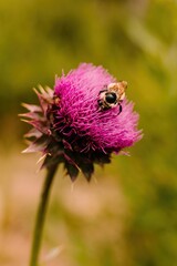 Bumblebee on Milk Thistle Wildflower in Colorado Mountains