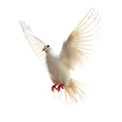 Fototapeta premium White Dove in Flight with Spread Wings on Transparent Background 