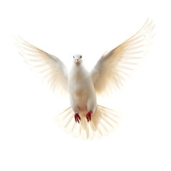 Obraz premium Flying Dove with Red Feet and Wide Wingspan on Transparent Background 