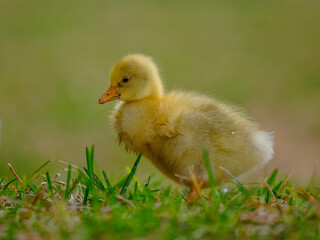 baby duck in a grass