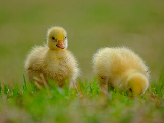 baby duck in a grass
