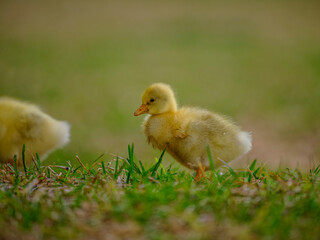 baby duck in a grass