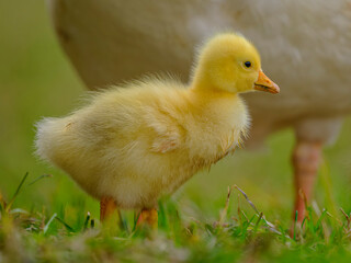 baby duck in a grass