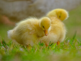 baby duck in a grass
