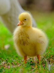 baby duck in a grass