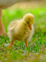 baby duck in a grass
