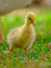baby duck in a grass