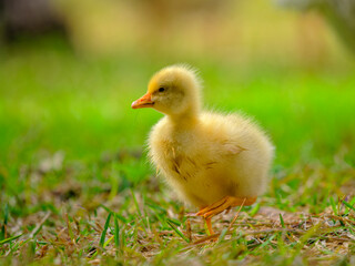 baby duck in a grass