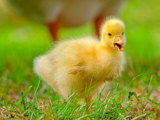 baby duck in a grass