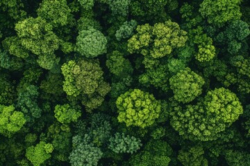 Naklejka premium Aerial view showcasing a dense forest canopy with vibrant green foliage and varied tree heights