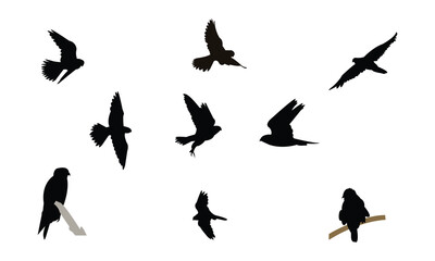African hobby bird Silhouette Design  And Vector Illustration. 
