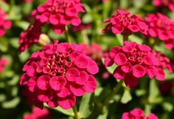 Fototapeta premium Close-up of Vibrant Pink Phlox Flowers Blooming in Lush Green Garden