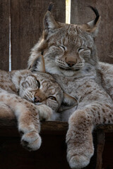 Eurasian lynx (lynx lynx) resting in enclosure on a sunny day.