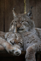 Fototapeta premium Eurasian lynx (lynx lynx) resting in enclosure on a sunny day.