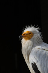 Egyptian vulture (Neophron percnopterus) isolated on black background