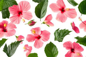 Pink Hibiscus Flowers Bloom Beautifully