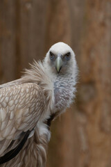 The Himalayan Griffon Vulture (Gyps himalayensis) is an Old World vulture in the family Accipitridae