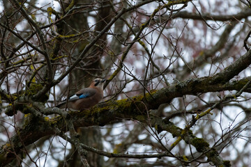 jay in natural habitat (Garrulus Glandarius)
