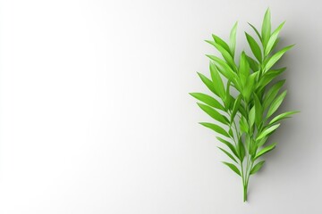 Fototapeta premium Fresh green leaves on a white background