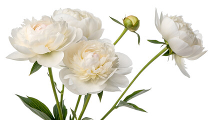 Obraz premium Beautiful White Peony Flowers on White Background