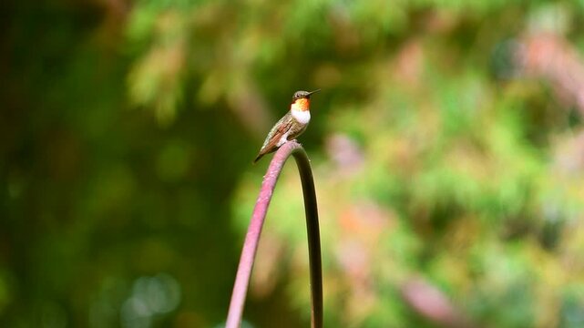 A male Ruby Throated Hummingbird, perched on a shepherds hook, looks around flashing his bright red throat is chased away by another hummingbird and replaced with a female house finch.