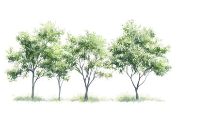 "Watercolor Green Trees Illustration on Transparent Background 
