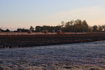 Dry hay bales on a harvested corn field with frost on early morning on winter season. Agricultural...