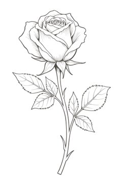 rose vector illustration