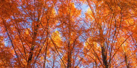 紅葉したメタセコイア