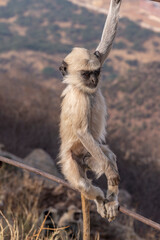 A lively and cheeky langur monkey gracefully balances on a handrail, showcasing its playful nature.