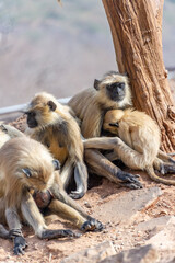 A touching closeup of a Langur monkey family perched on the stone path leading to Savitri Mata Temple, Pushkar, Rajasthan, India, 28 Jan 2024