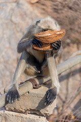 A serene capture of an India Gray Langur perched on a stone, delicately holding a coconut husk while eating.