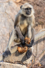 Indian Langur eating coconut husk, Pushkar, Rajasthan, India, 28 Jan 2024