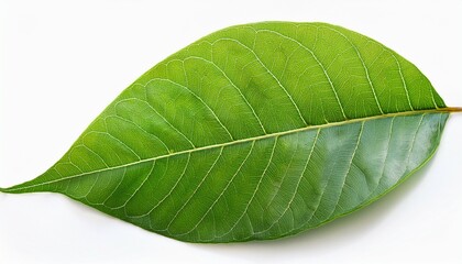 Obraz premium lush green plant leaves isolated on a clean white background symbolizing freshness and nature ideal for botanical and wellness themes