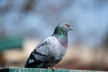 Urban Elegance – Pigeon Portrait in Sunlight