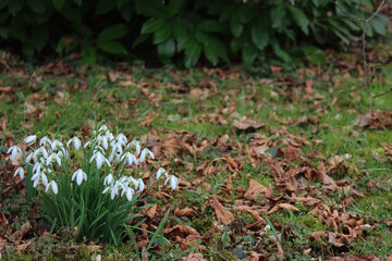 Many white Snowdrop flowers in the garden . Galanthus nivalis on springtime