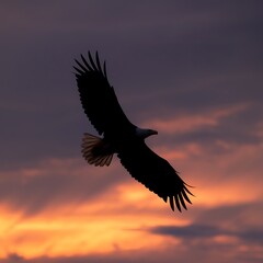 Obraz premium Majestic Silhouette of a Bald Eagle in Flight at Sunset