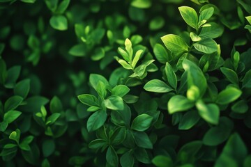 Lush green leaves basking in soft sunlight, creating a serene natural ambiance in a tranquil garden