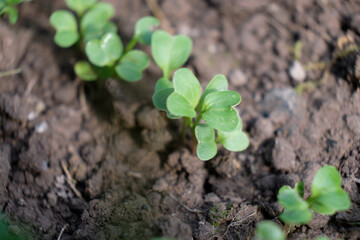 Small seedling leaves, the plant sprouted from the ground