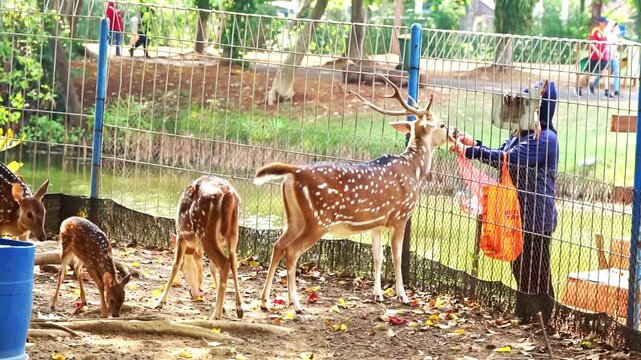 Spotted deer feeding by zoo keeper in a wildlife park