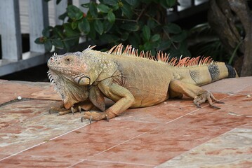 Grüner Leguan