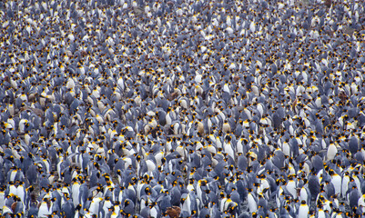 Crowded king penguin colony on Macquarie Island