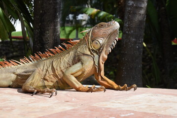 Grüner Leguan